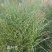 斑叶芒水生植物观赏草基地直销