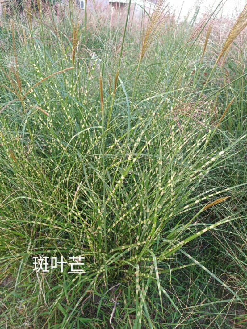 斑叶芒水生植物观赏草基地直销