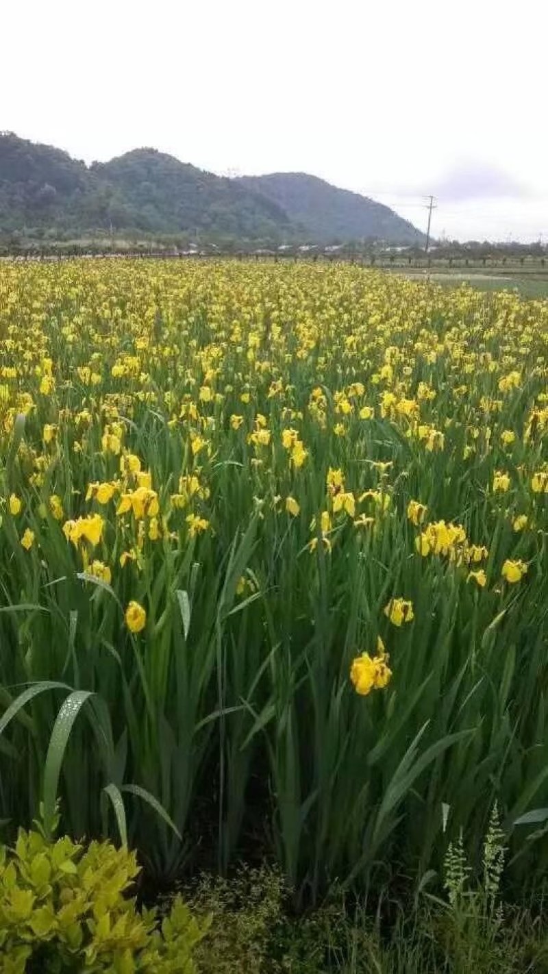 黄花鸢尾黄菖蒲水生植物基地直销