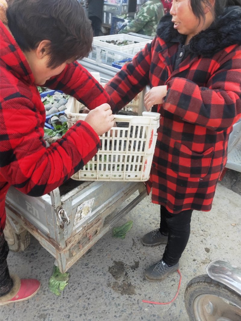 菜花苗花菜苗青梗白面花菜苗长年预订销售，质量有保证