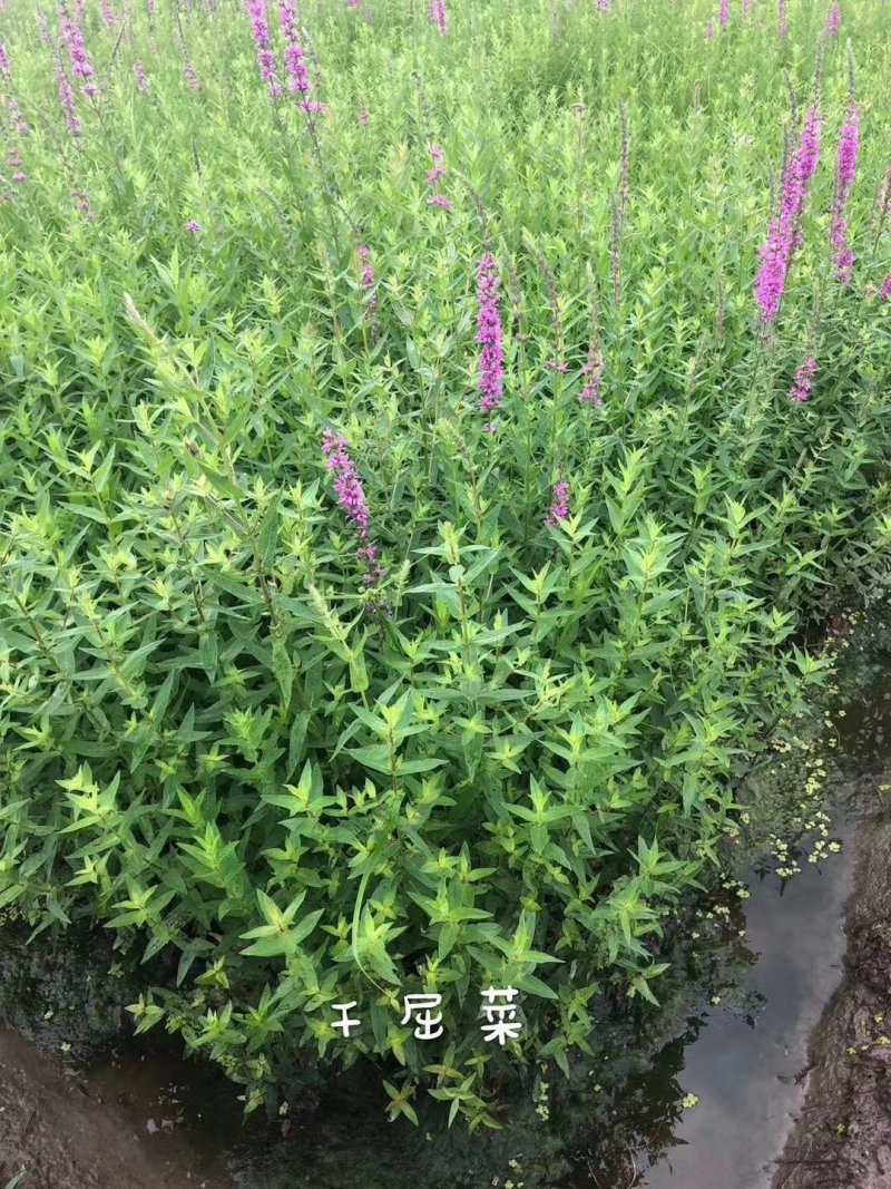 千屈菜水生植物观赏草基地直销