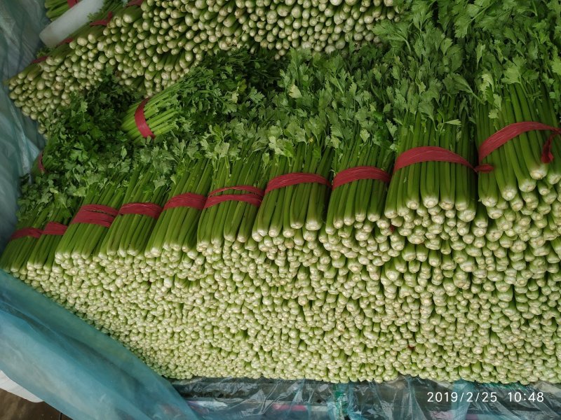 芹菜55cm以上