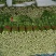 芹菜55cm以上
