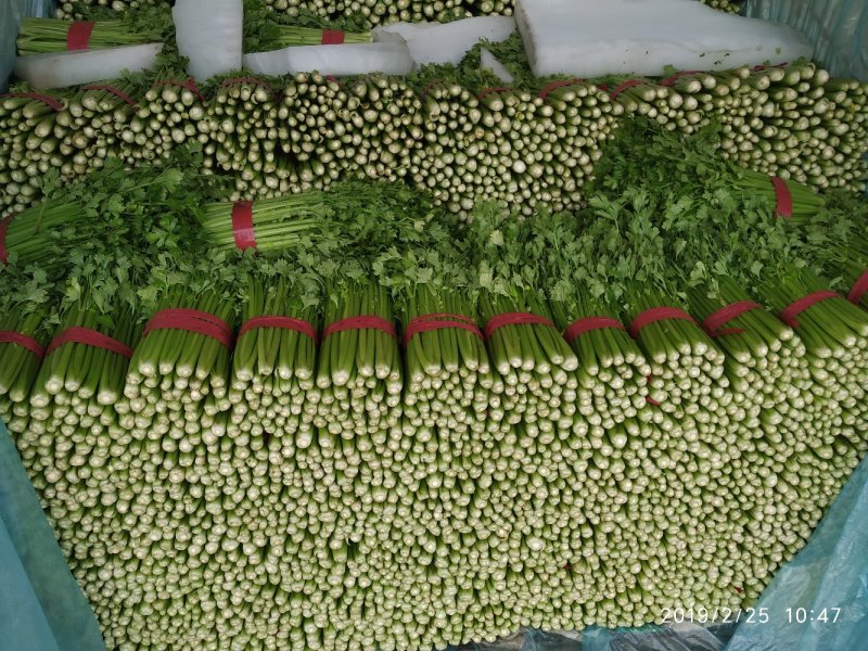 芹菜55cm以上