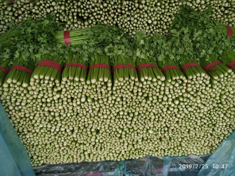 芹菜55cm以上