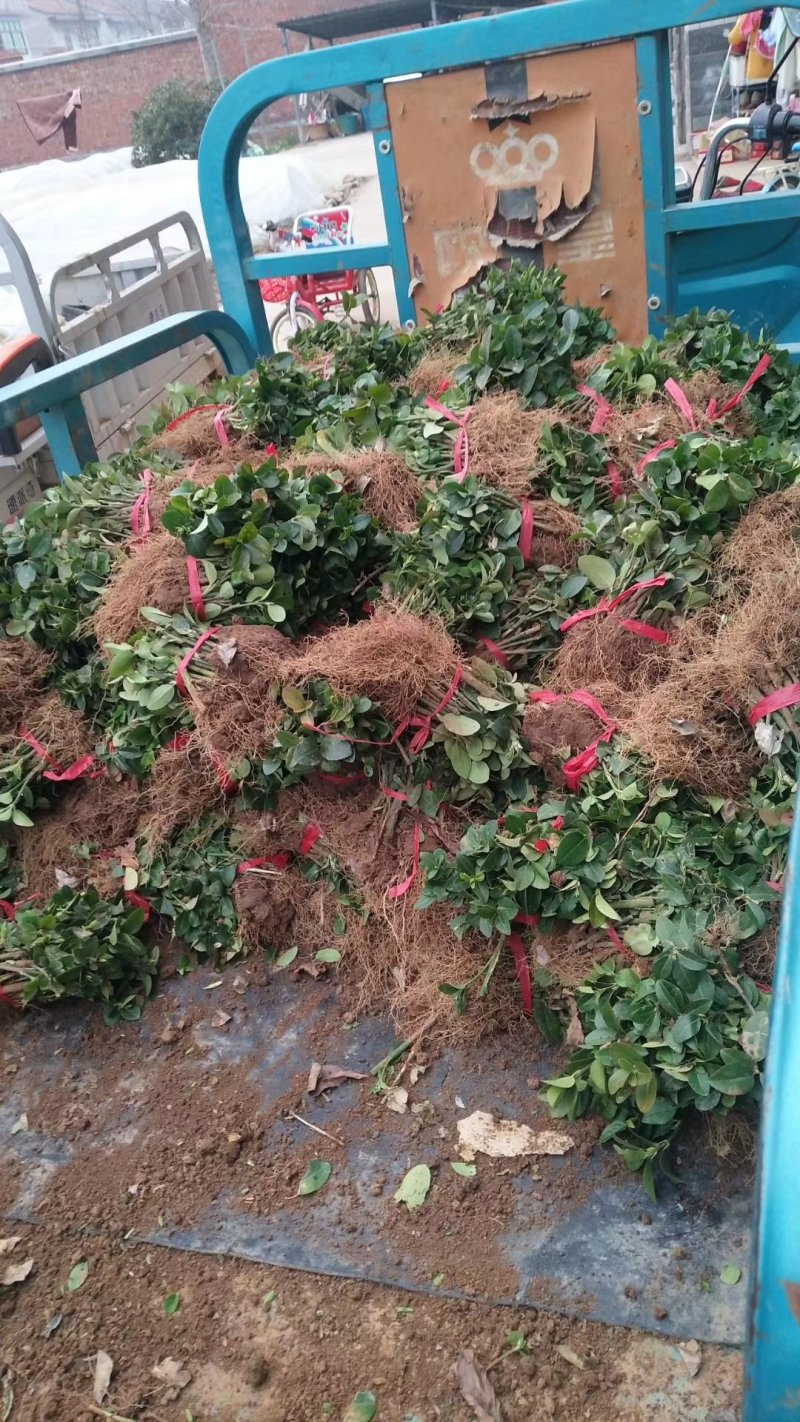 卫矛小苗大量出售