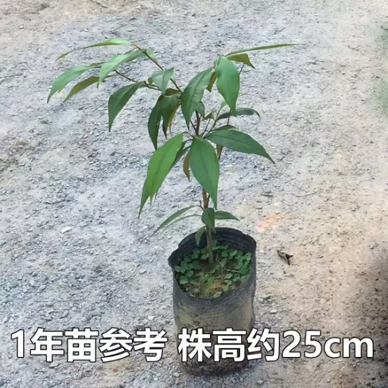 越南牛奶果苗