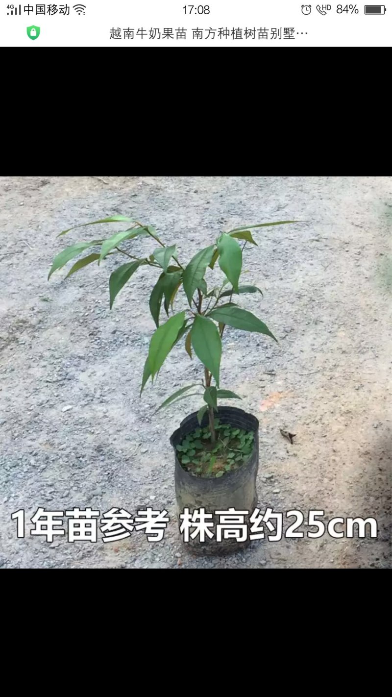 越南牛奶果苗