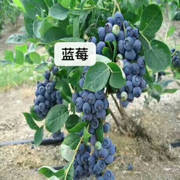 蓝莓苗