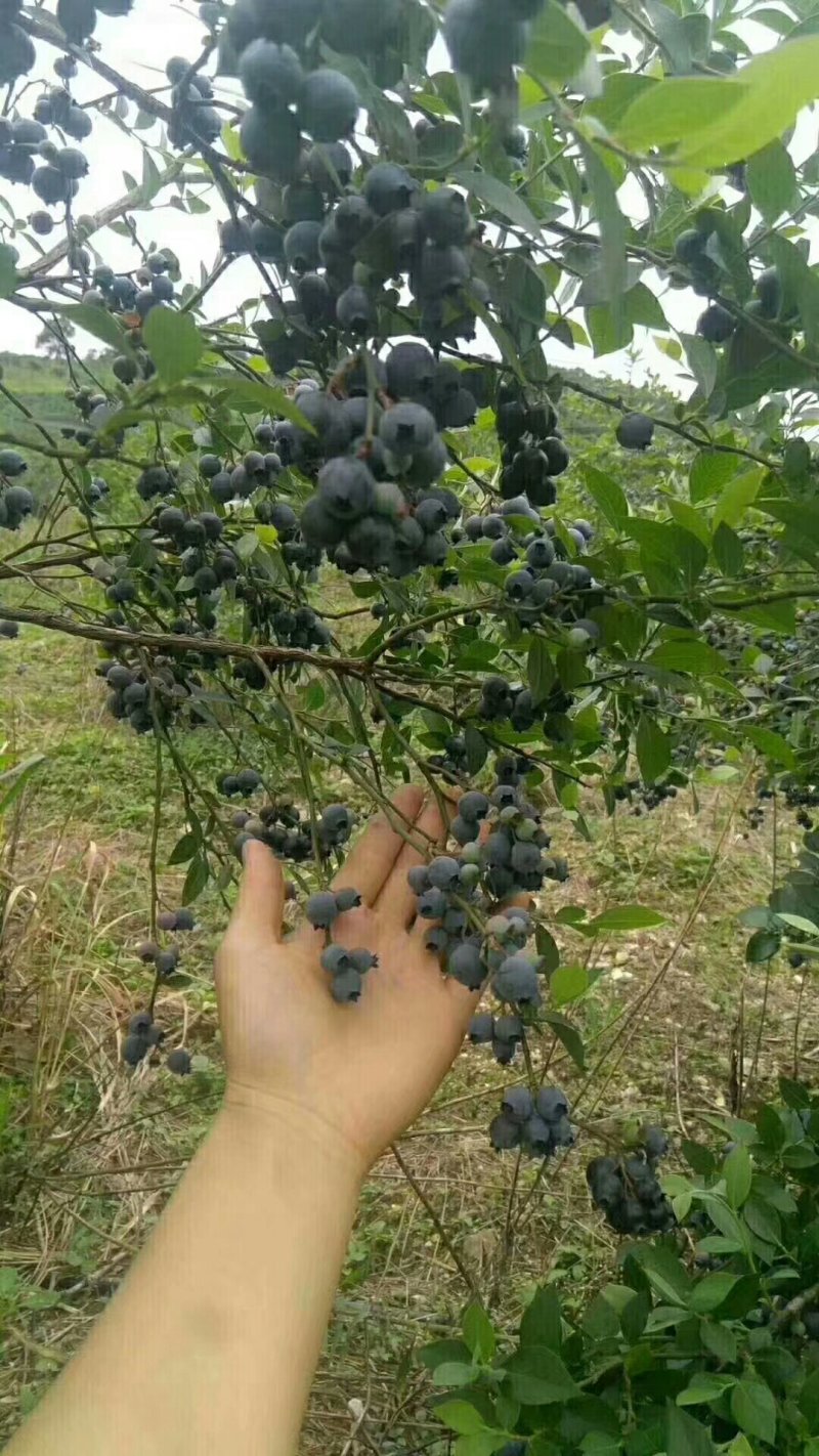 蓝莓苗