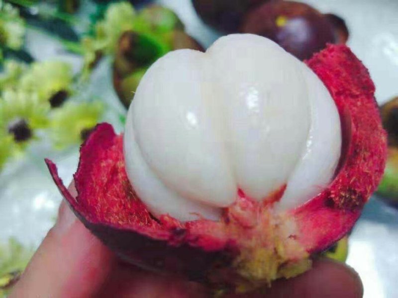 山竹苗