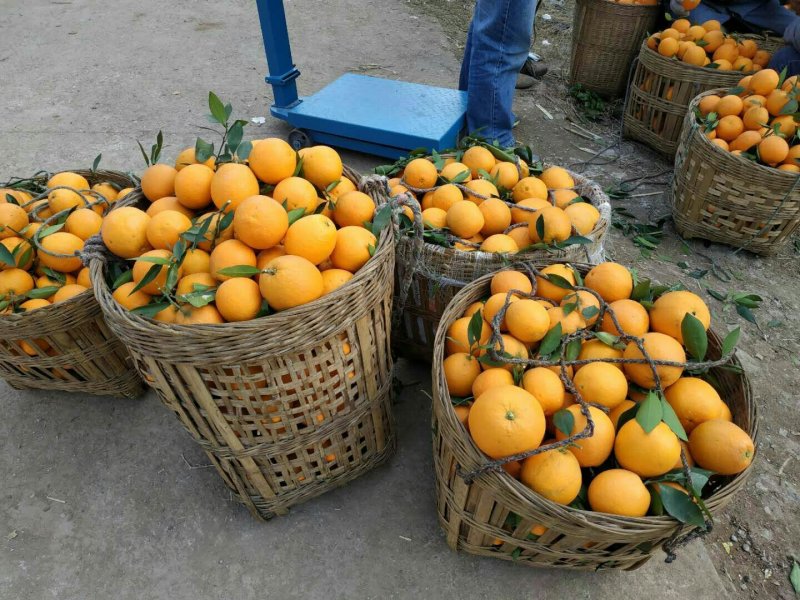 精品金堂脐橙五斤包邮