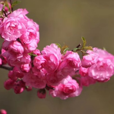 红叶榆叶梅，干枝插花，乔灌木两用。红叶榆叶梅杯苗及扦插苗