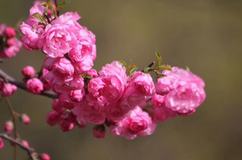 红叶榆叶梅，干枝插花，乔灌木两用。红叶榆叶梅杯苗及扦插苗