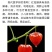 红菇娘种根