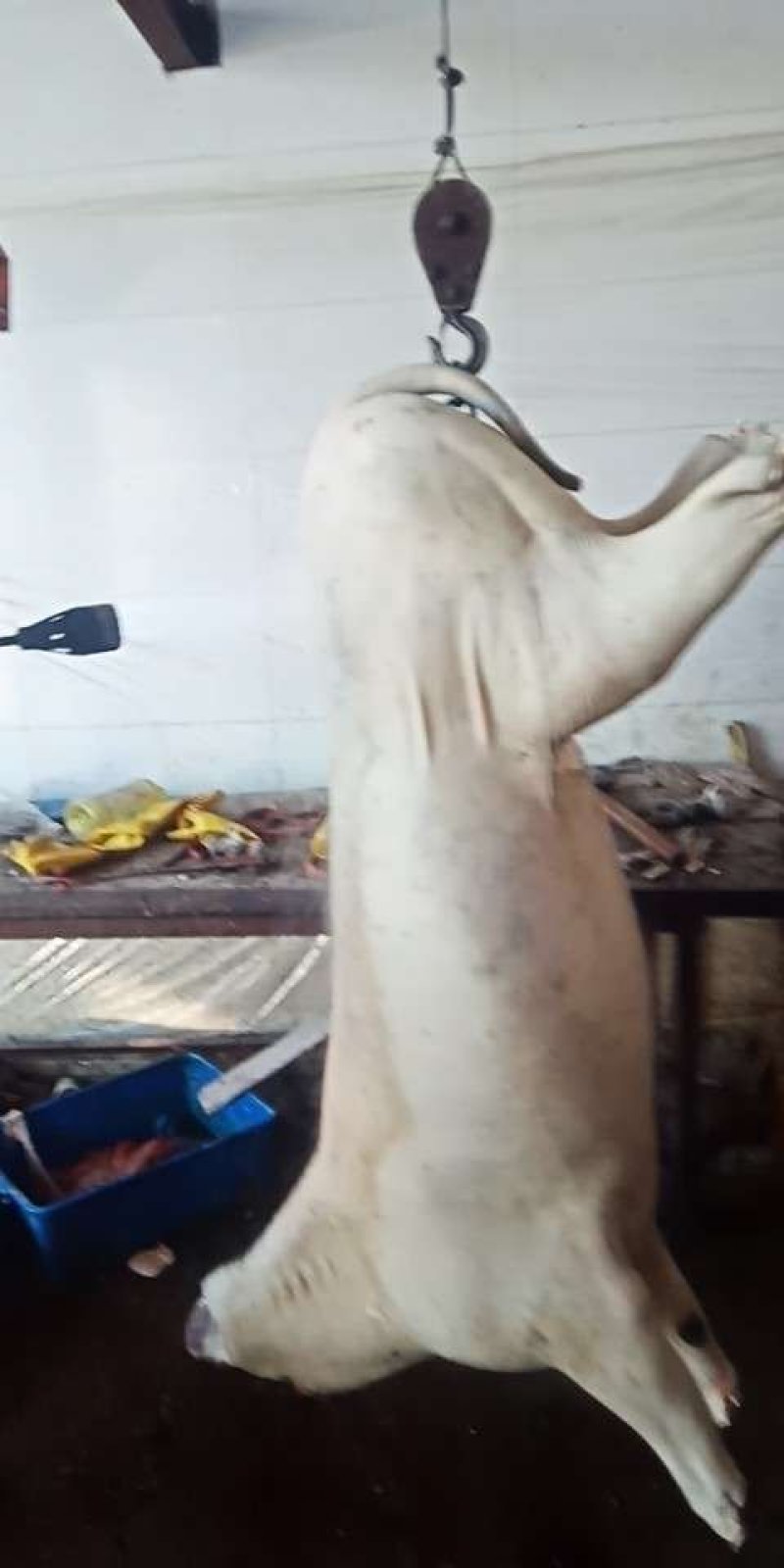 驴肉