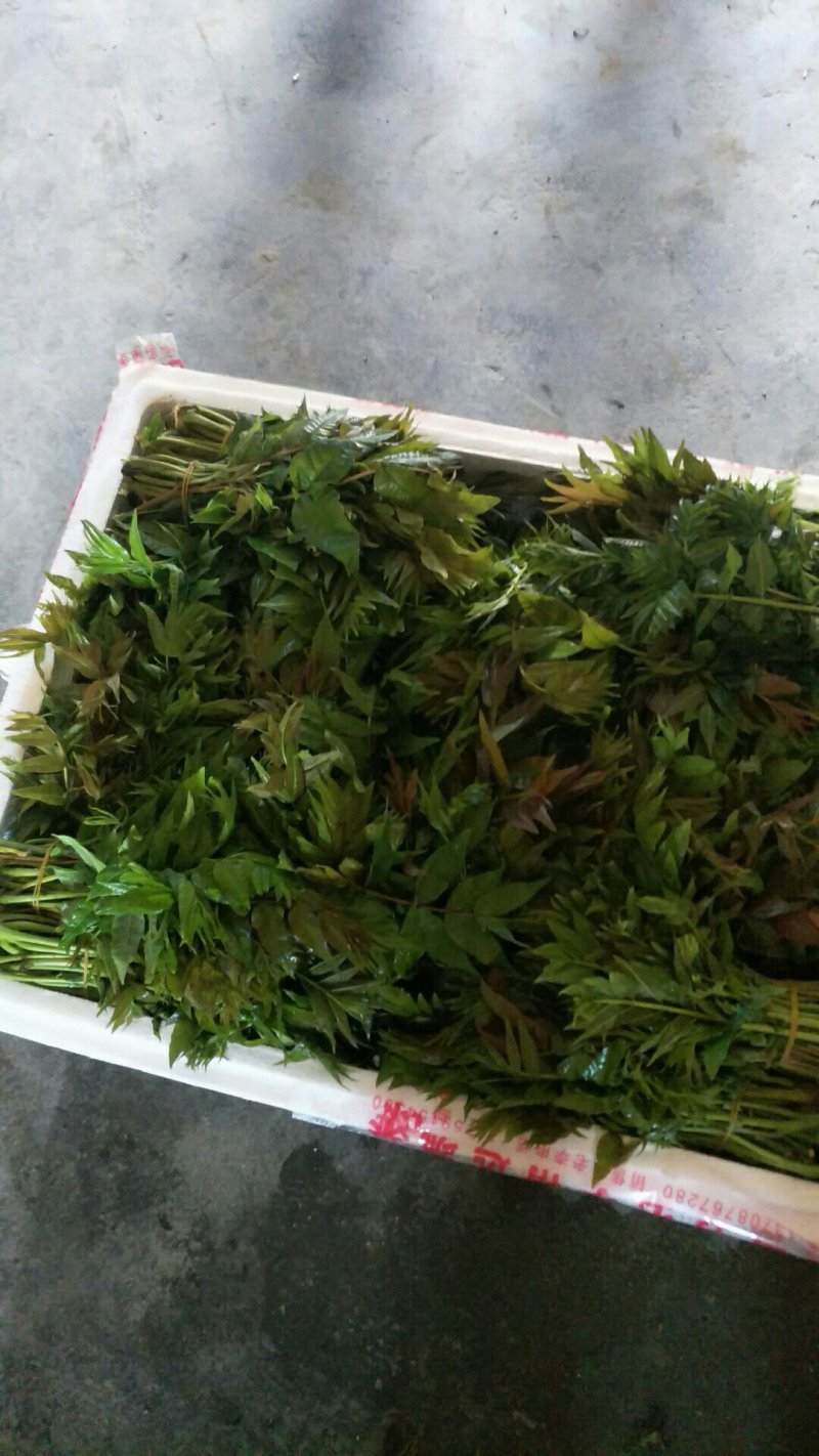 香椿芽