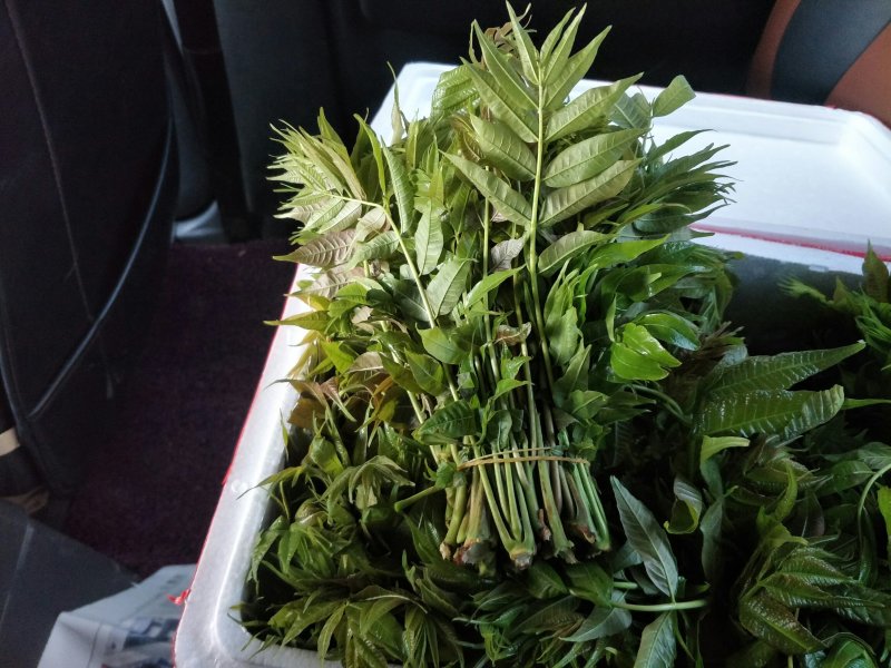香椿芽