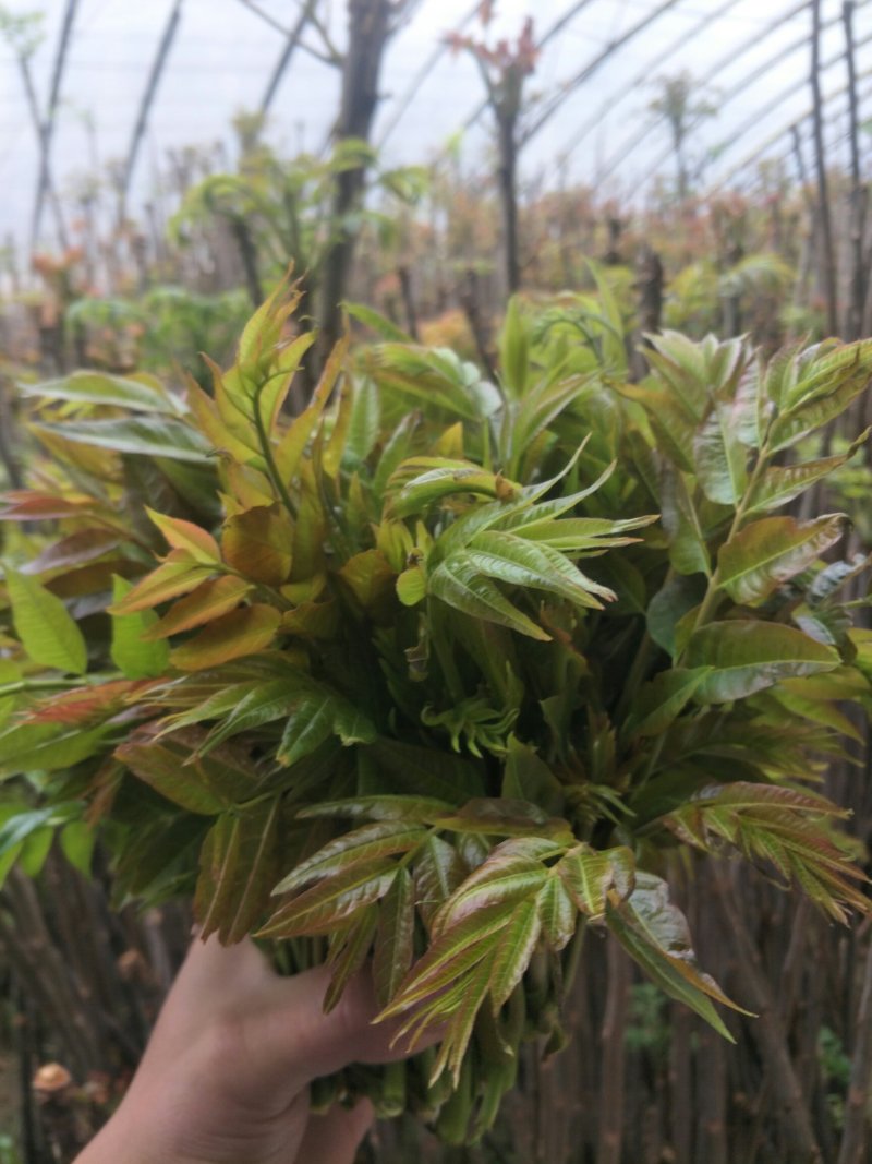 香椿芽