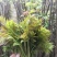 香椿芽