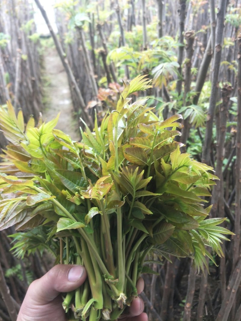 香椿芽
