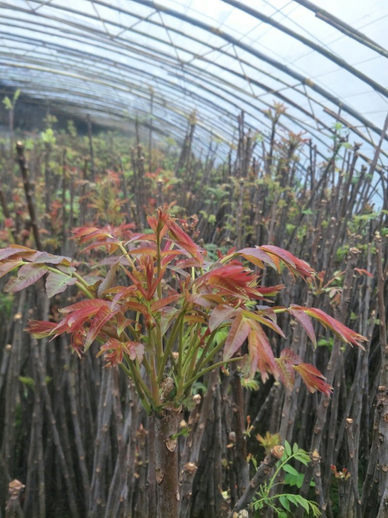 香椿芽
