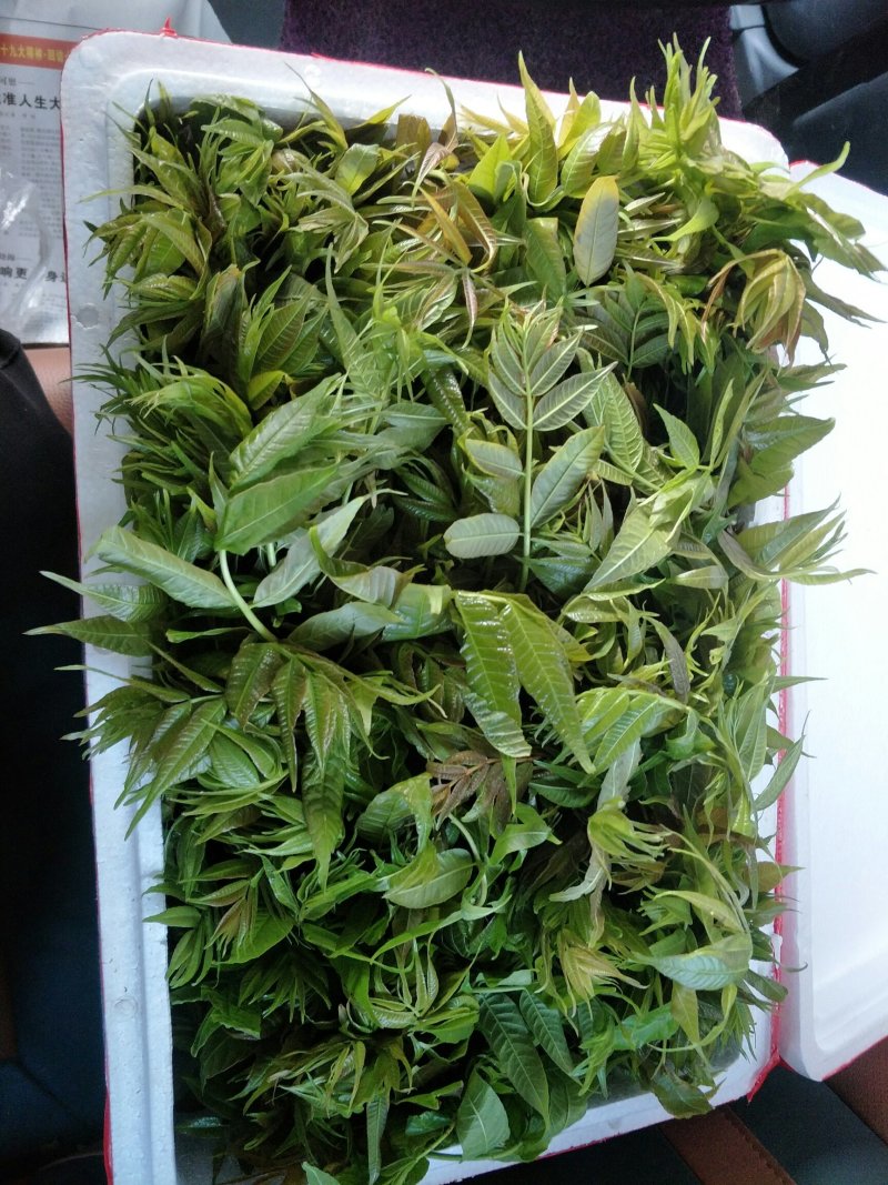 香椿芽