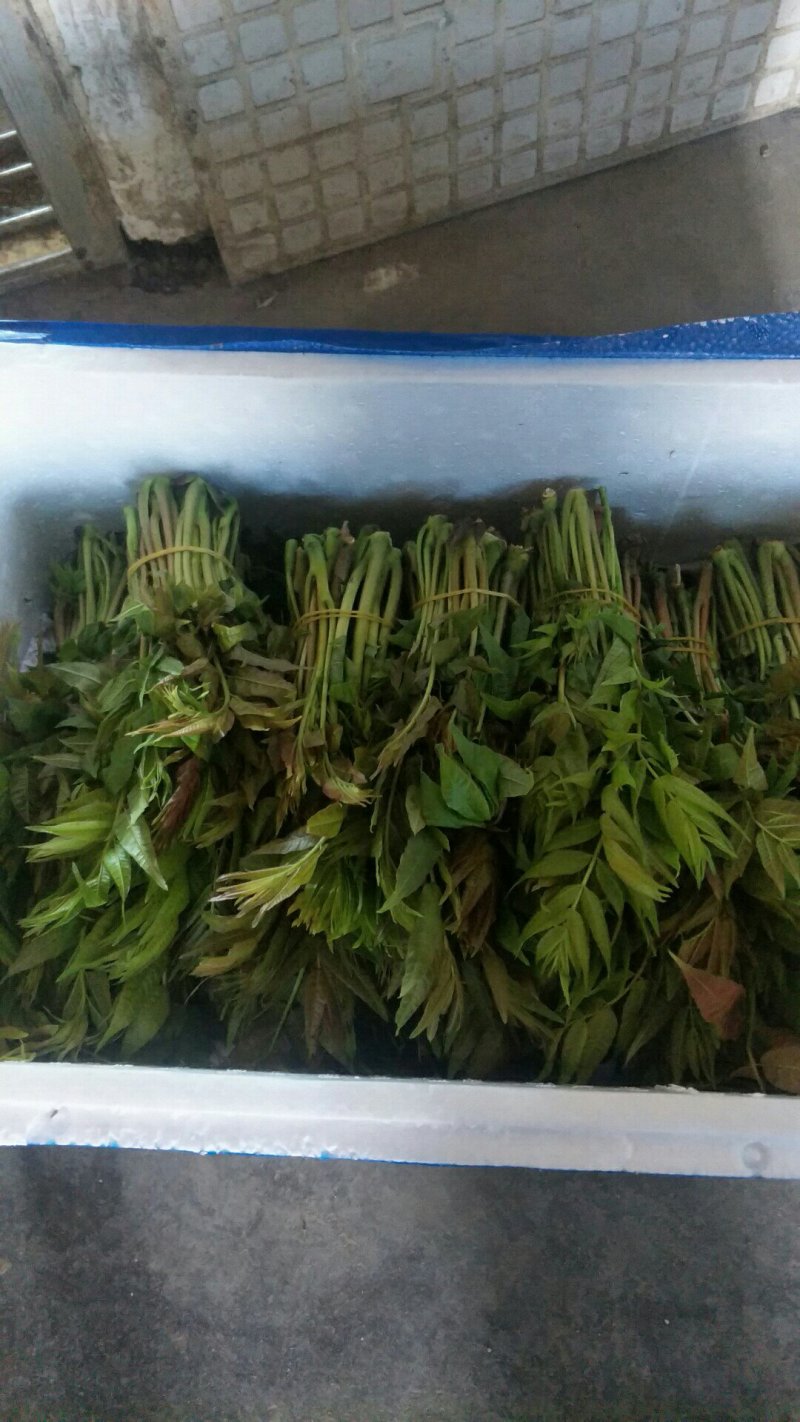 香椿芽