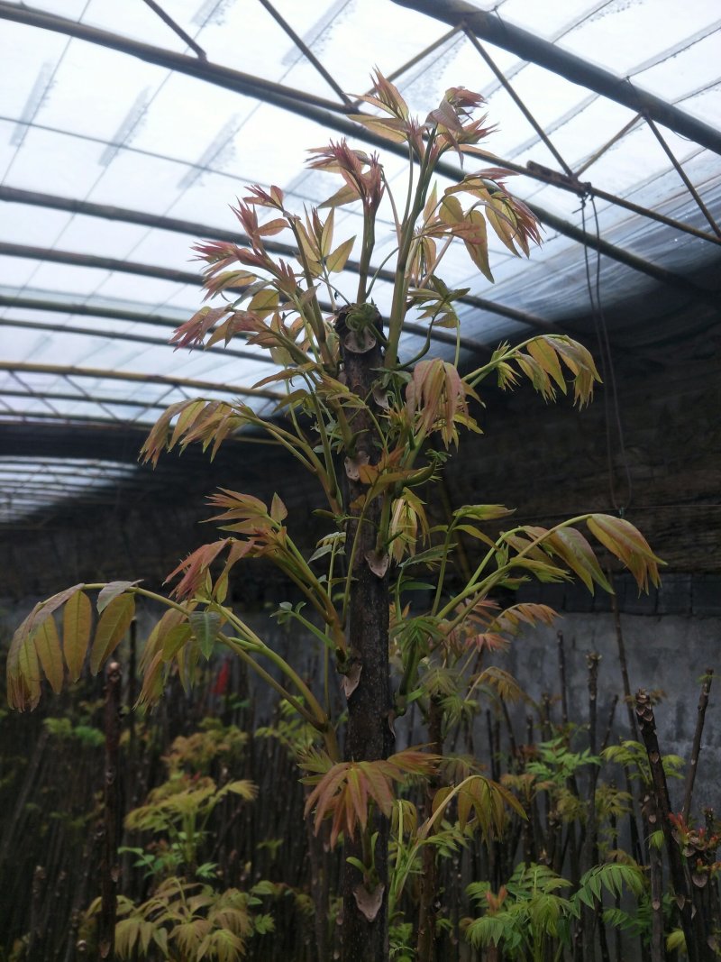 香椿芽