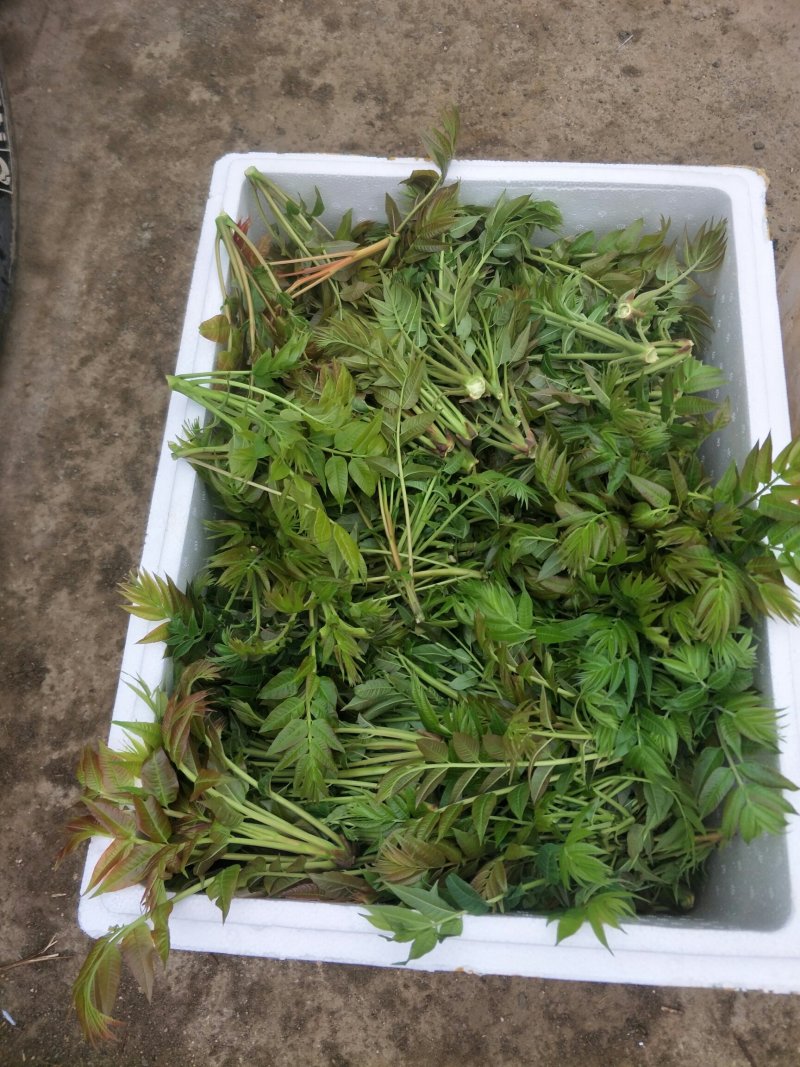 香椿芽