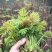 香椿芽