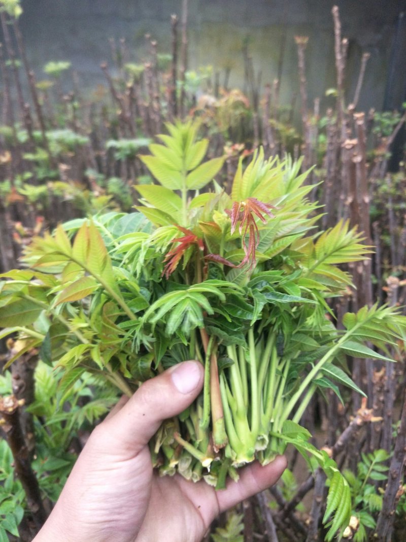 香椿芽