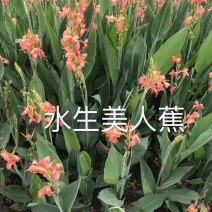 粉花水生美人蕉水生植物观赏草基地直销