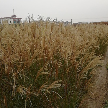 细叶芒水生植物观赏草基地直销