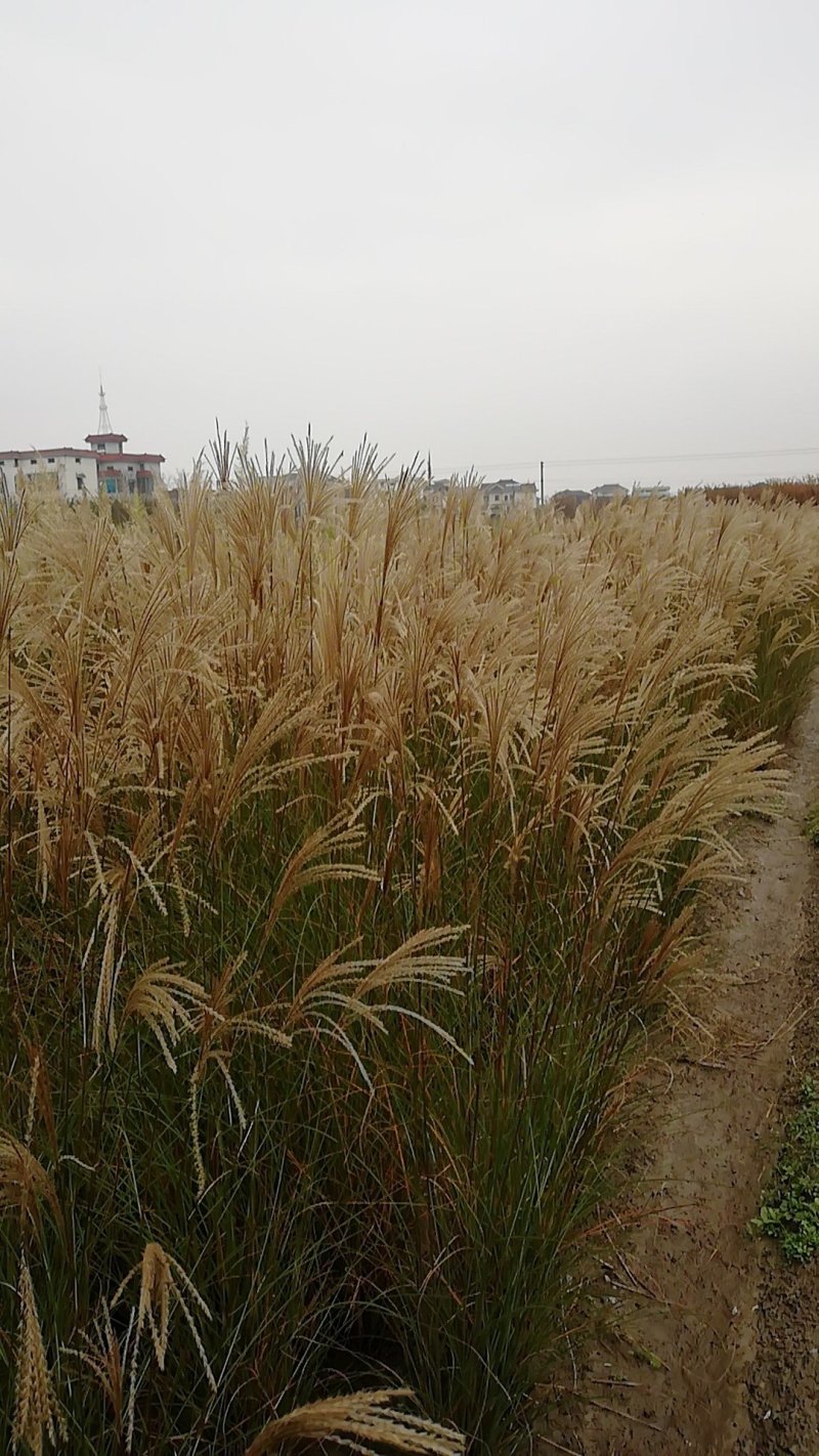 细叶芒水生植物观赏草基地直销