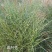 斑叶芒水生植物观赏草基地直销