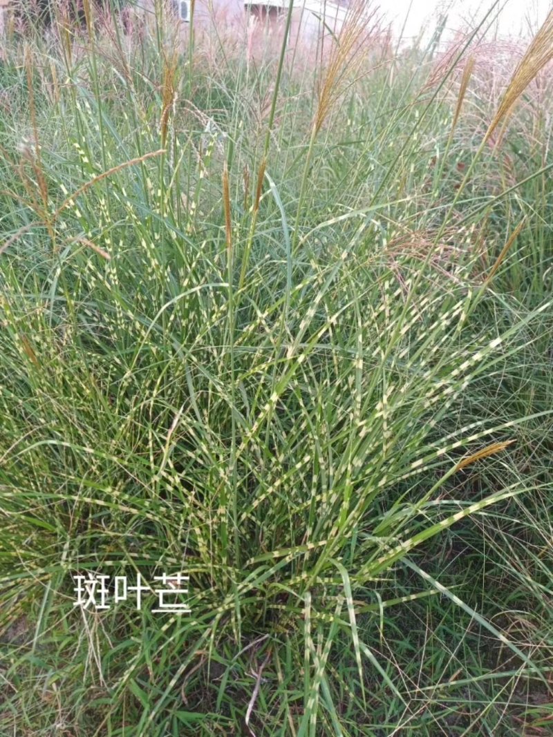斑叶芒水生植物观赏草基地直销