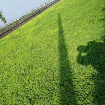 聚草狐尾藻水生植物观赏草基地直销