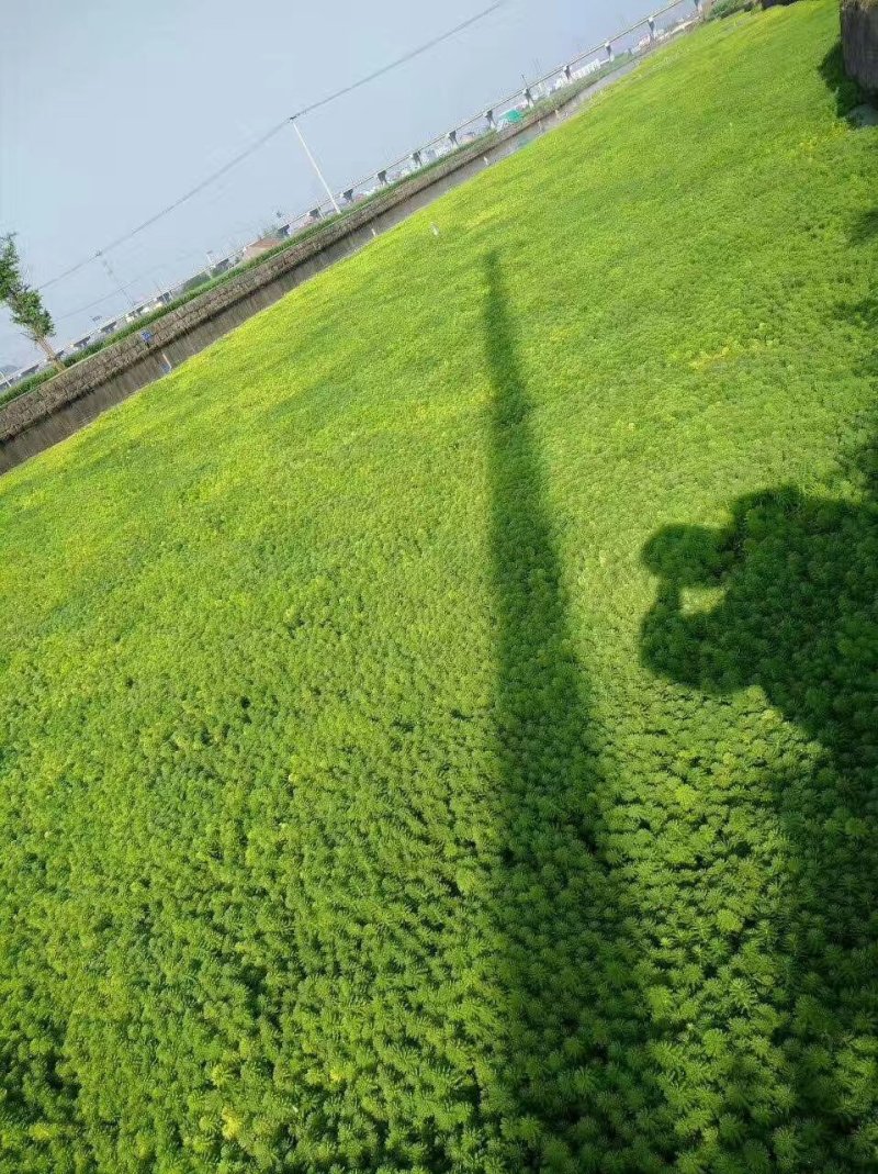 聚草狐尾藻水生植物观赏草基地直销
