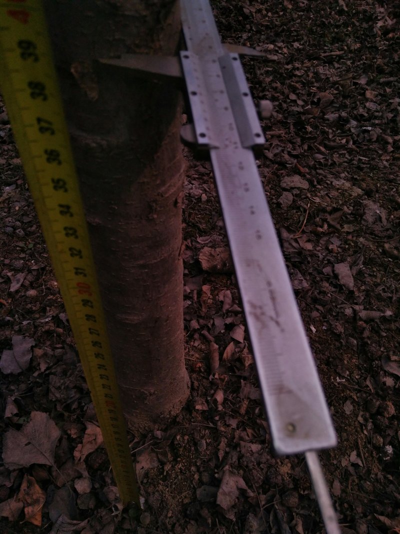 山东基地精品高杆海棠大量出售，规格多样可选，可视频看货