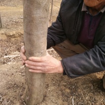 山东基地精品高杆海棠大量出售，规格多样可选，可视频看货