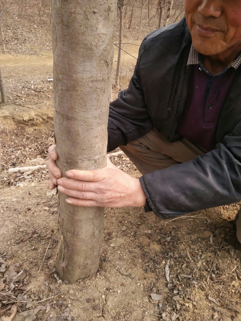 山东基地精品高杆海棠大量出售，规格多样可选，可视频看货