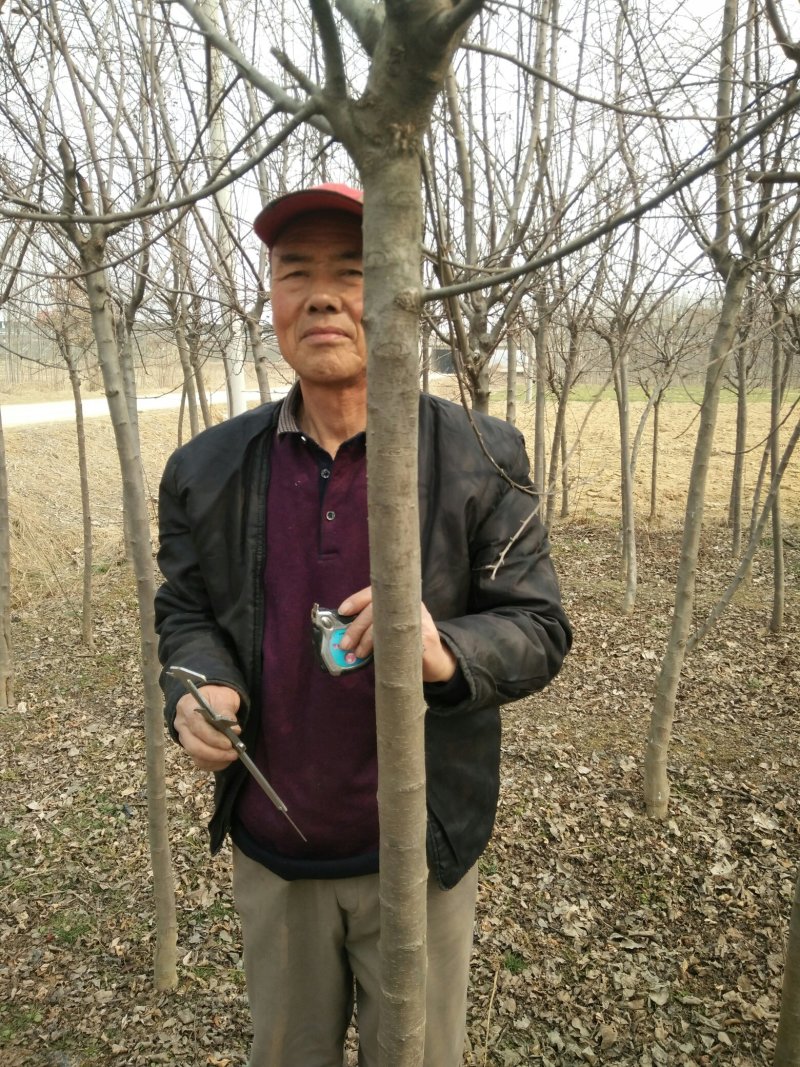 山东基地精品高杆海棠大量出售，规格多样可选，可视频看货