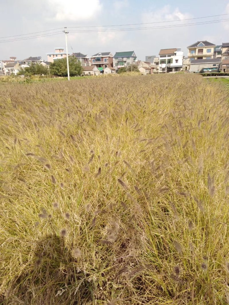 紫穗狼尾草观赏草基地直销