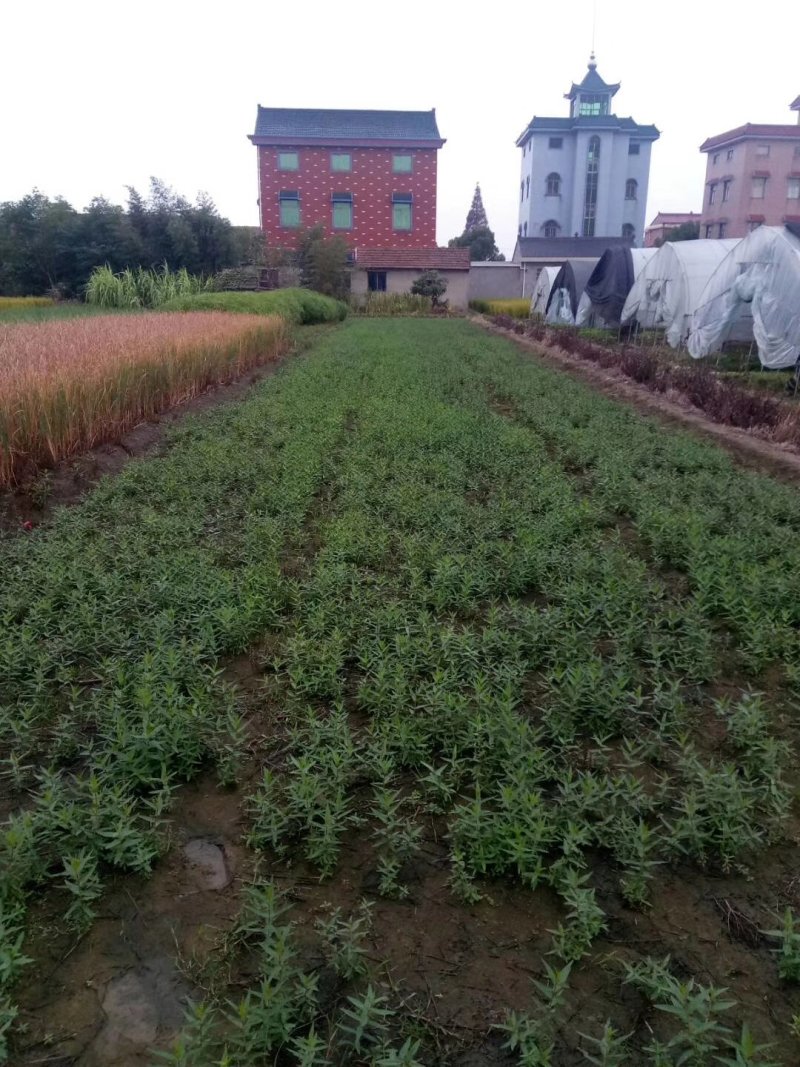 千屈菜水生植物观赏草基地直销