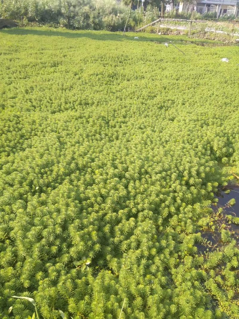 狐尾藻聚草净水植物基地直销