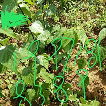 观音树苗子又名豆腐树苗