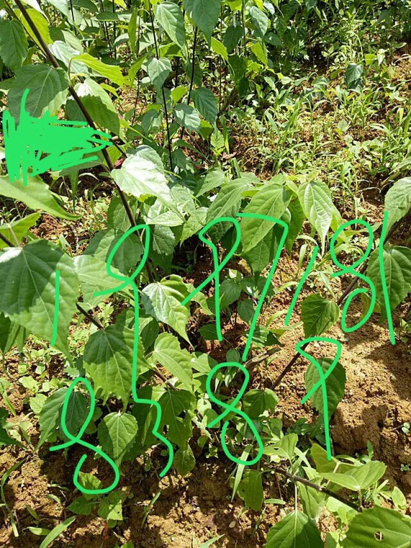 观音树苗子又名豆腐树苗