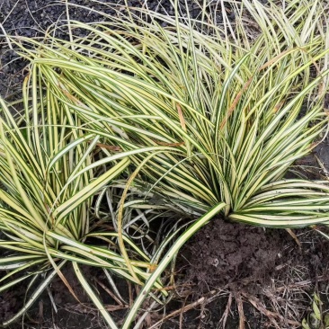 金叶苔草观赏草基地直销