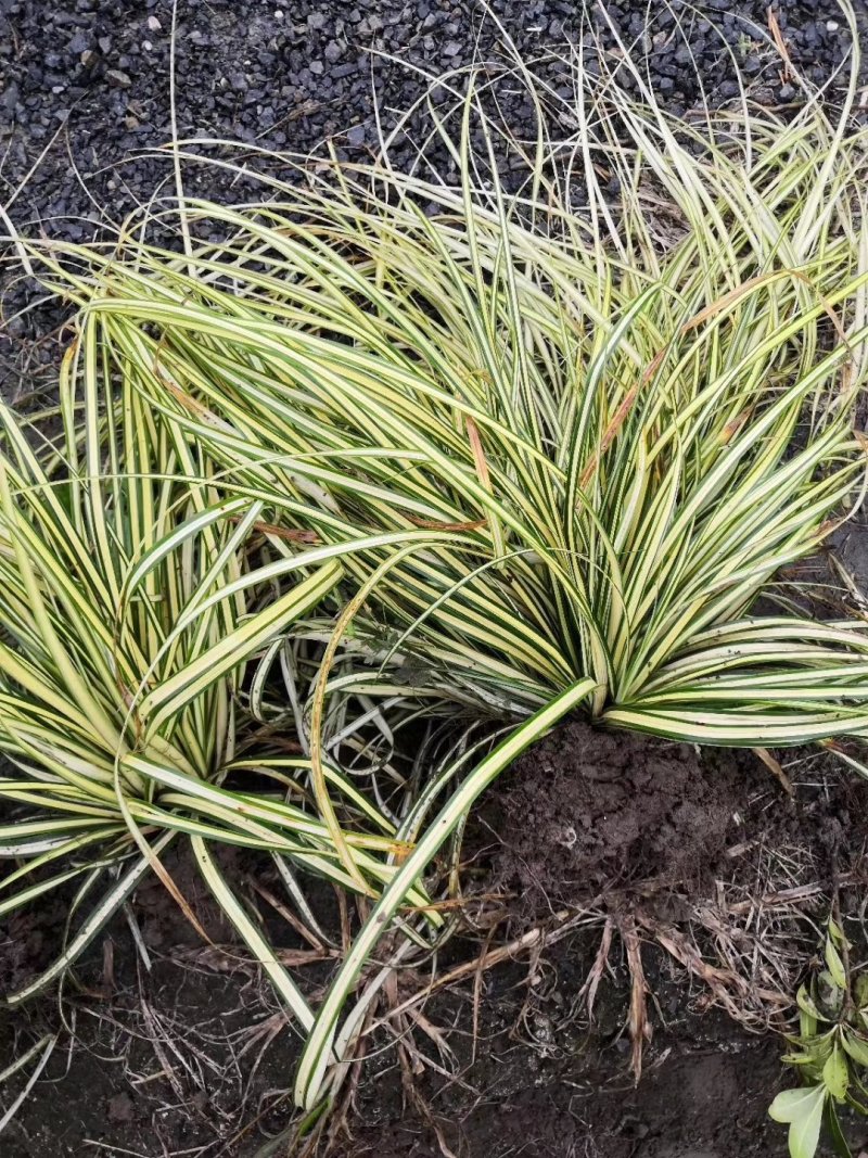 金叶苔草观赏草基地直销